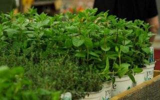 Mission Cuisine Urbaine Expo manger santé