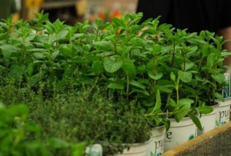 Mission Cuisine Urbaine Expo manger santé