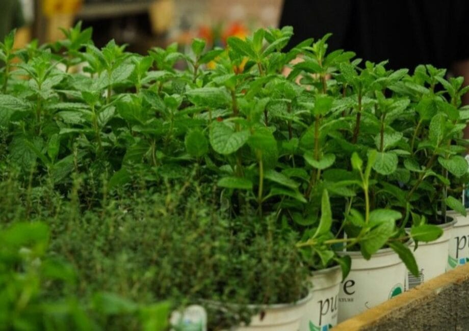 Mission Cuisine Urbaine Expo manger santé