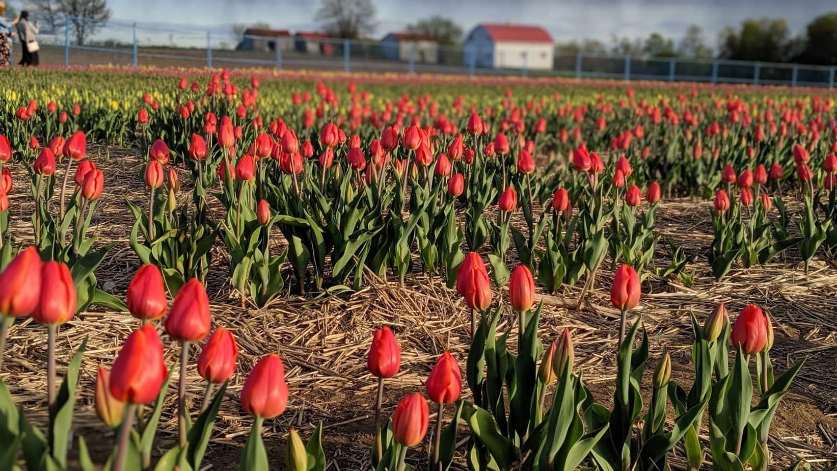 La nature renaît avec l'arrivée de tulipes