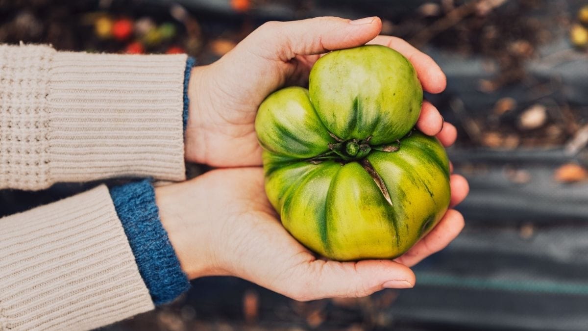 Tomates vertes dans les mains de Fisun Ercan Sylvie Li