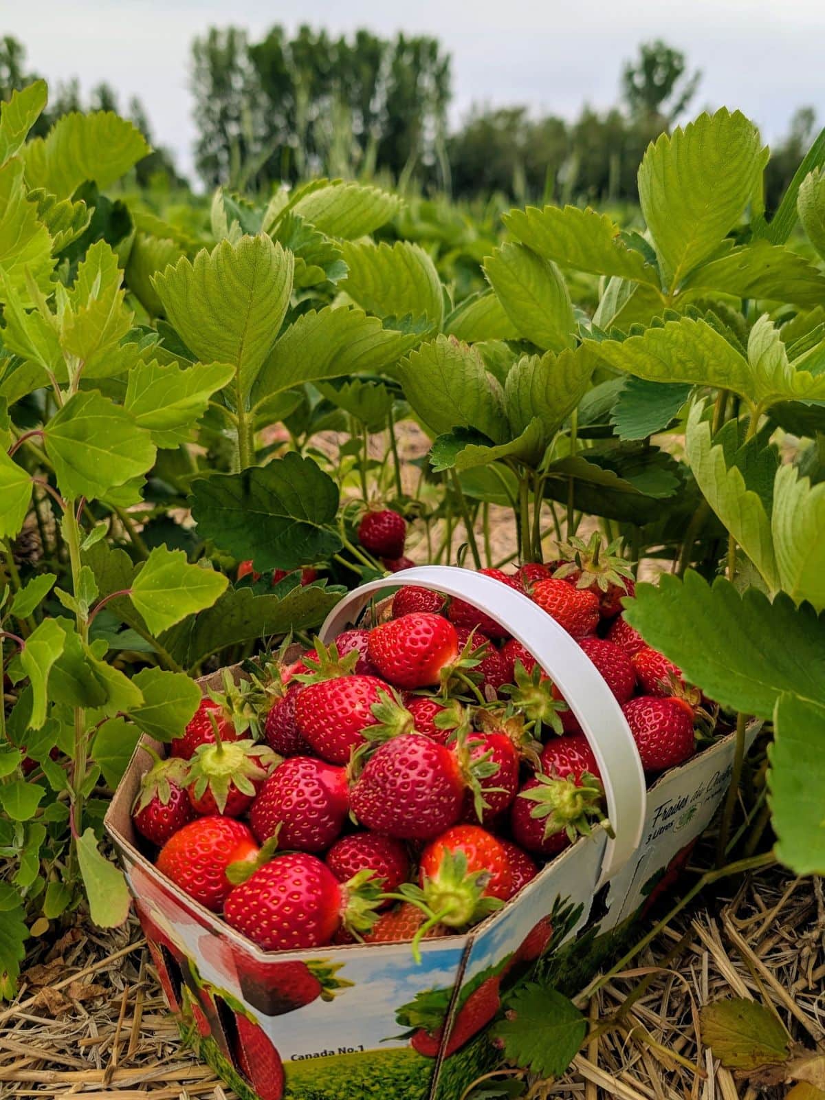 Panier de fraises posé sur le champ