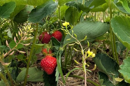 La saison des petits fruits