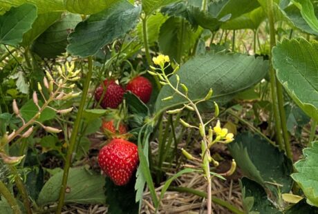 La saison des fraises Verger Charbonneau