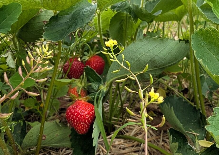 La saison des fraises Verger Charbonneau