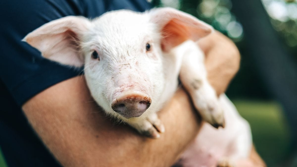 Porc de villoise heureux