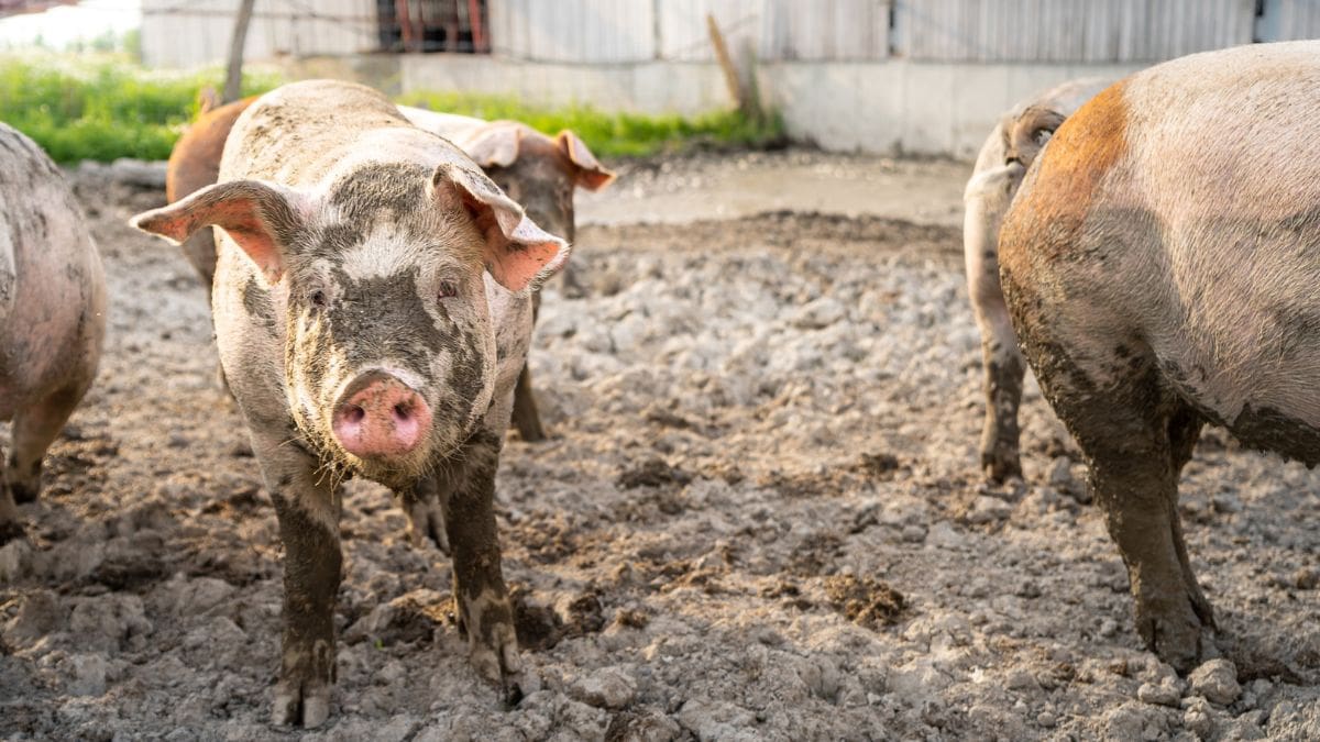 Porc en liberté Ferme de Villoise