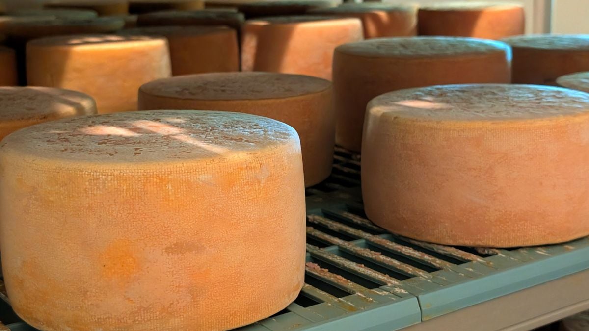 Brebichon Fromagerie Vieux Saint-Joseph
