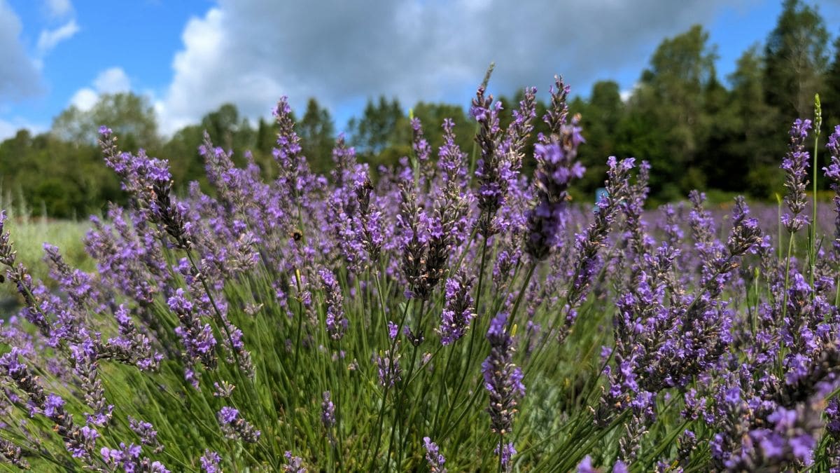 Champ de lavande
